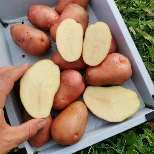 10 КЛУБНЕЙ картофеля Дочь Сарпо