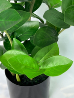 Замиокулькас 60 см