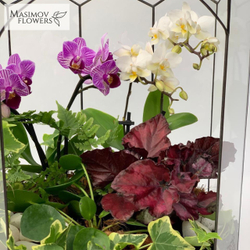 Композиция "Элавена"