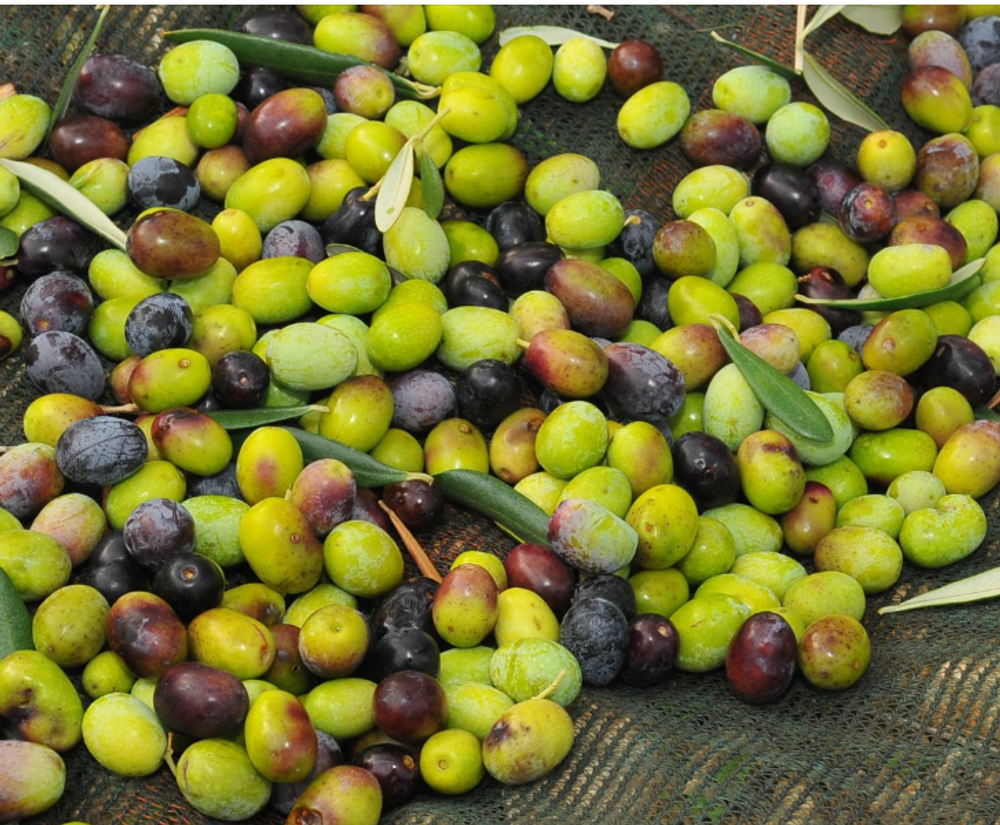 Оливковое масло Clemente I. G. P. Puglia Premium Extra Virgin 0,75 л, Италия