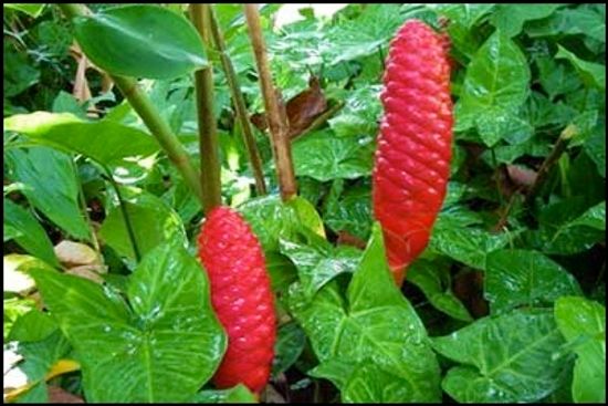 Компонент: авапуи