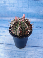 Gymnocalycium T-Rex Pink hybride (Гимнокалициум T-rex)