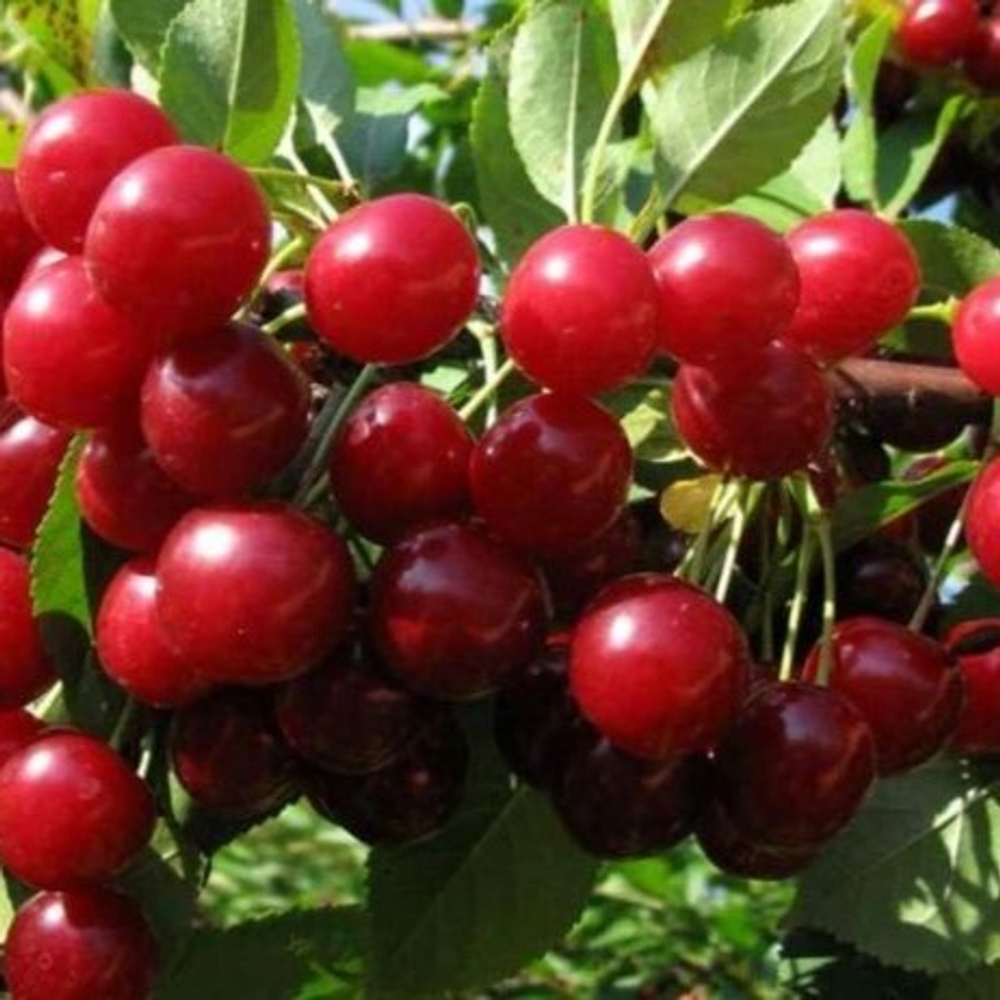 Вишня Любская