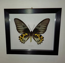 Бабочка Troides hypolitus самка в рамке