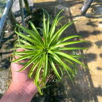 Тилландсия brachycaulos Compact