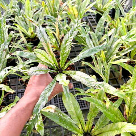 Асплениум JAPAN VAR