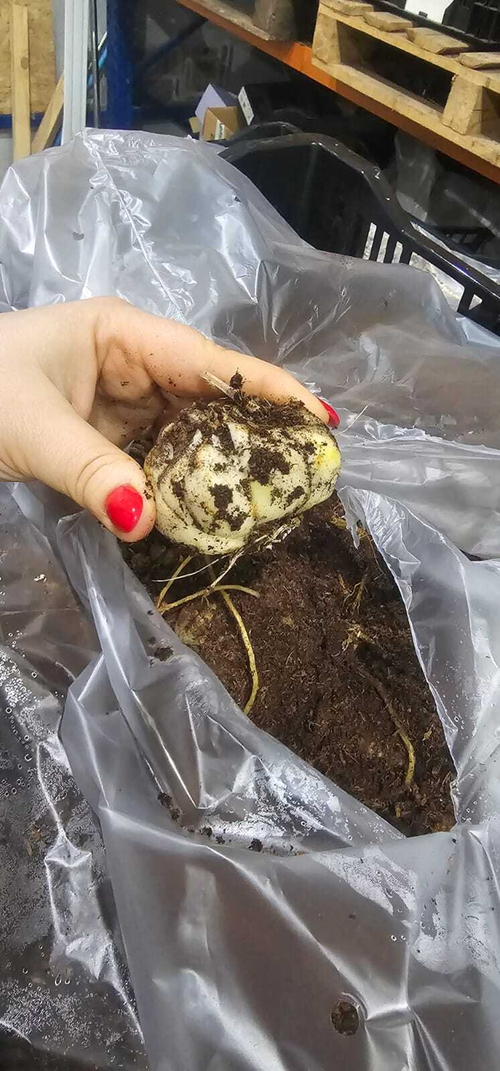 Лилия Луковица, Микс разные, 8 шт