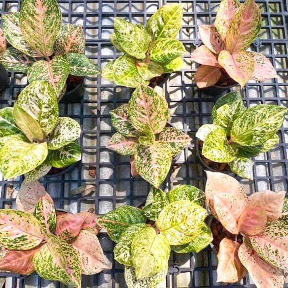 Аглаонема SOMBAT SIAM PEACH