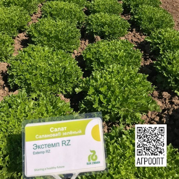 Экстемп семена салата листового (Rijk Zwaan / Райк Цваан) в поле – фото 5