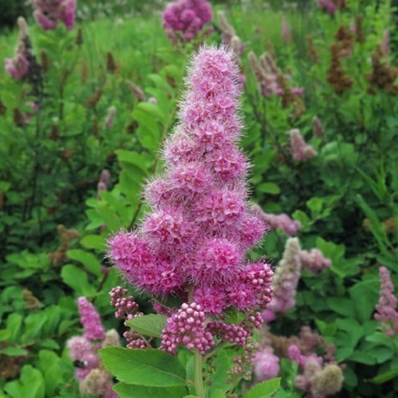 Спирея иволистная Рубра