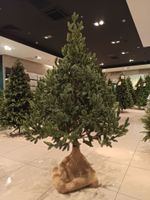 Искусственная ель на ножке «Датская» (Литая хвоя) высота от 1.2 м до 2.4 м