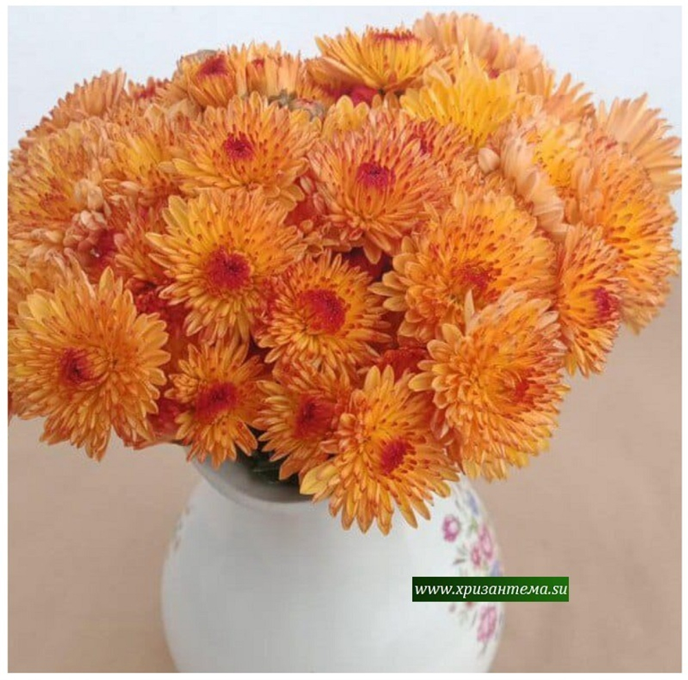 Корейская хризантема Канапушка ☘ з.32   (отгрузка Сентябрь)
