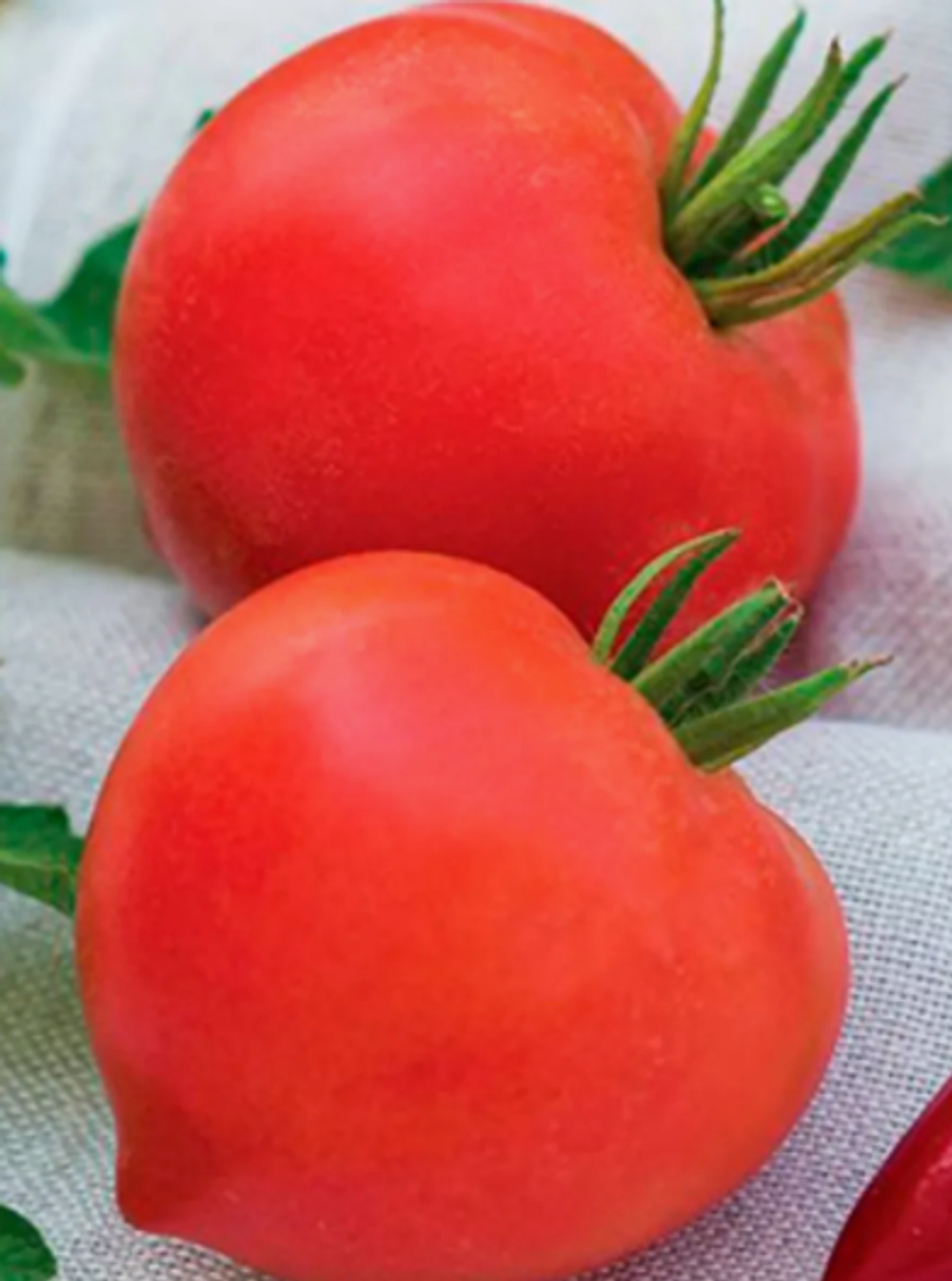 Томаты Донской