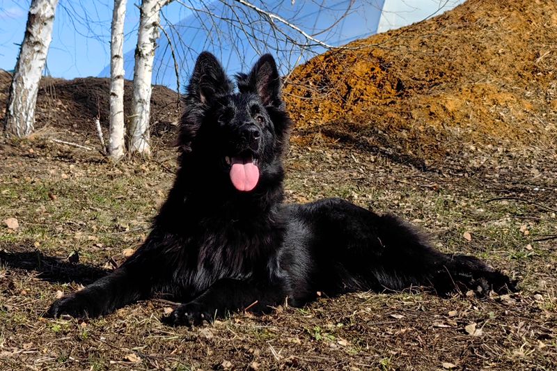 ЦЕЗАРЬ Из Поместья Боговик