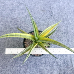 Сансевиерия PHENOMENAL YELLOW VAR