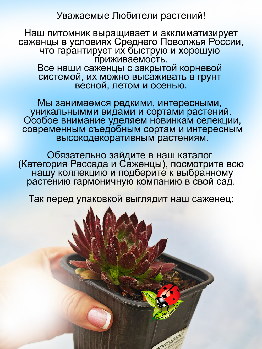 Молодило Пушистое красно-изумрудное