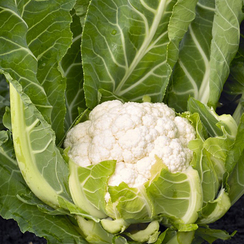 КРИСТОФ F1 семена капусты цветной (Syngenta | Alexagro)