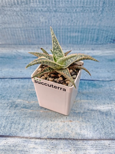 Aloe Carola (Алоэ)