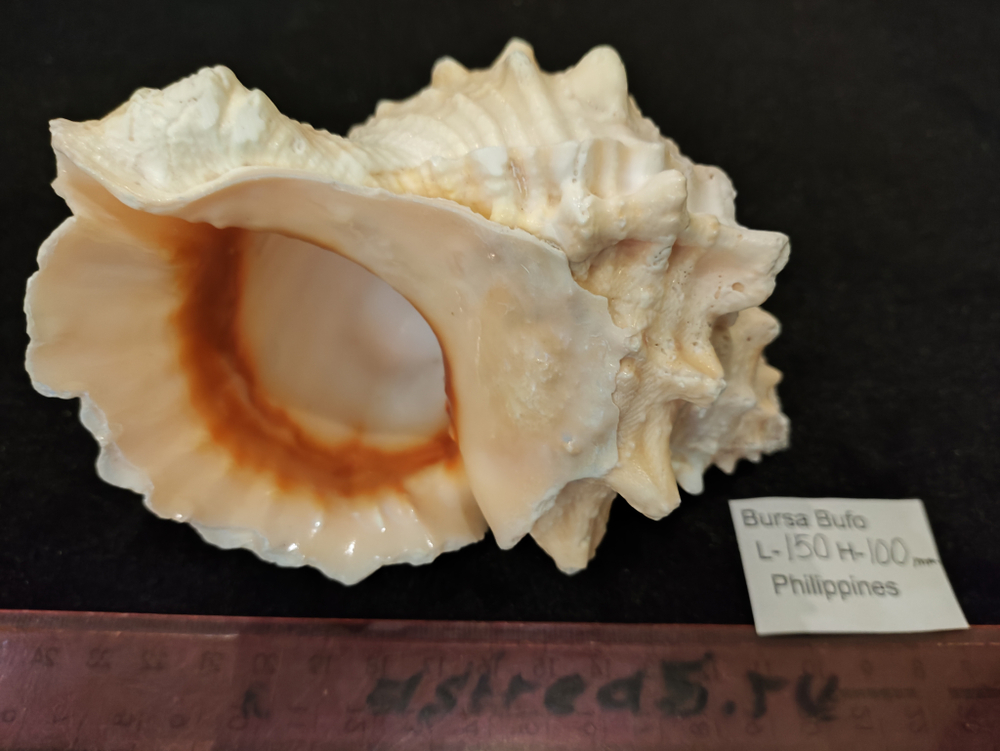 Бурса Буфо лисcоcтома 150-170мм