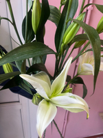 Букет из 3 белых лилий