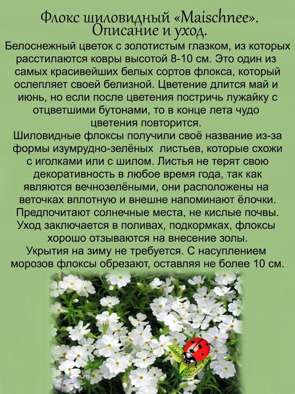 Флокс шиловидный Майшнее белоснежный