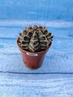 Gymnocalycium Friedrichii (Гимнокалициум)