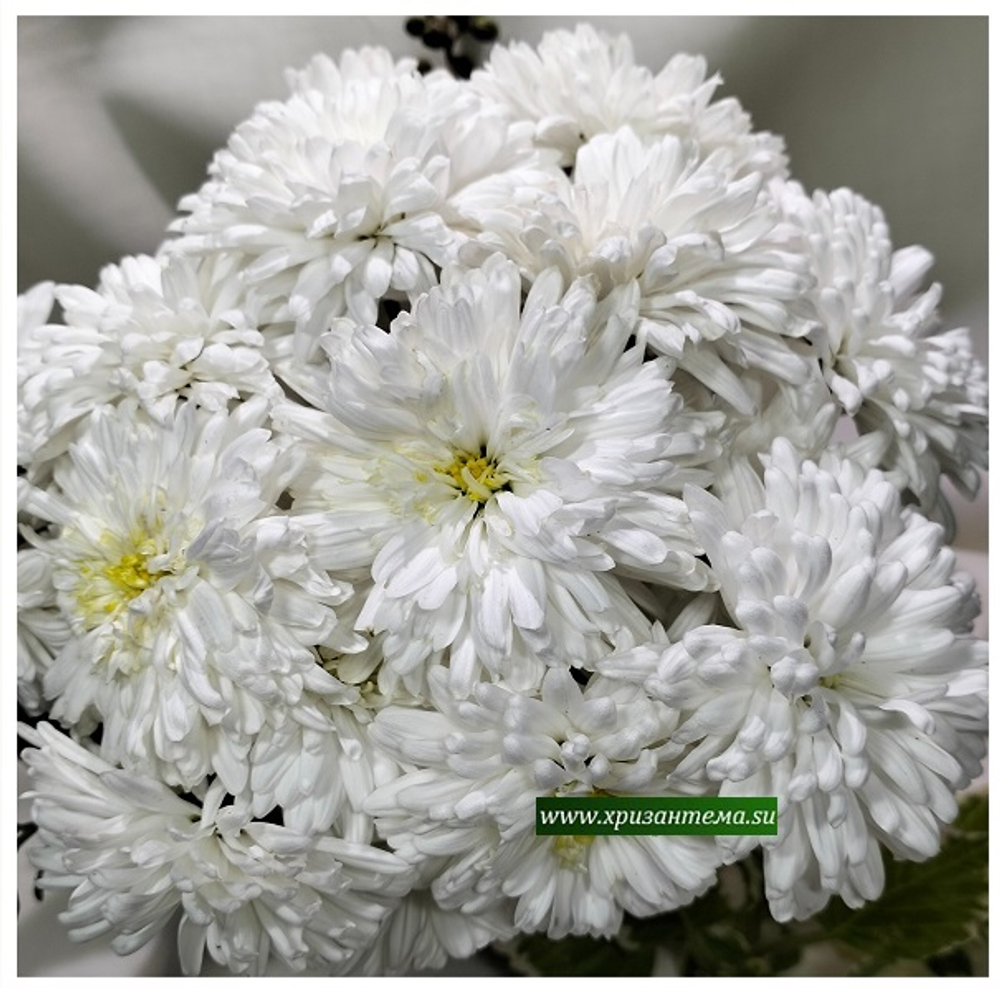 Хризантема садовая Белый анемон  (отгрузка  Сентябрь)