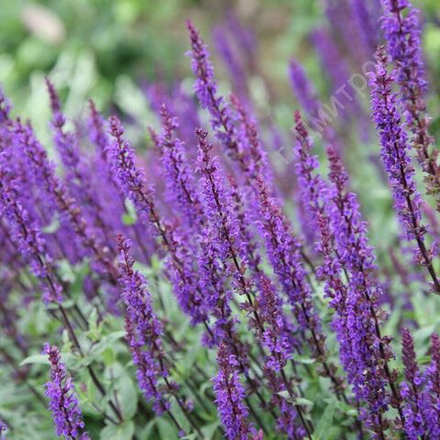 Шалфей дубравный