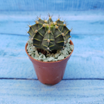 Gymnocalycium Friedrichii (Гимнокалициум)