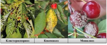 Болезни косточковых в июне: как распознать монилиоз и коккомикоз и спасти урожай