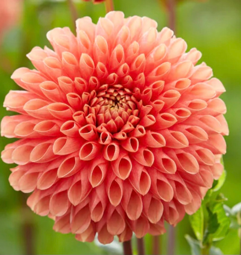 Георгин Джовей Линда (Jowey Linda)