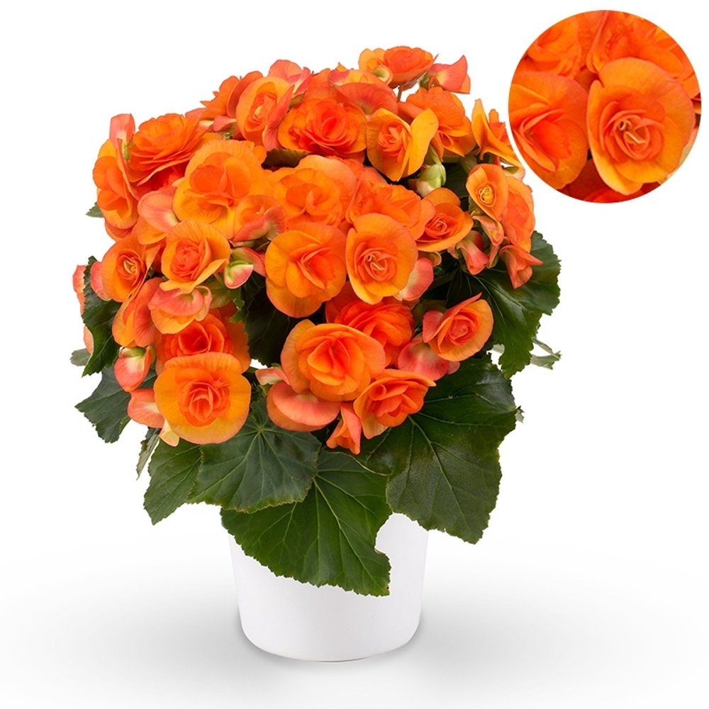 Бегония Ilona Orange Stone укорененный черенок ОКС