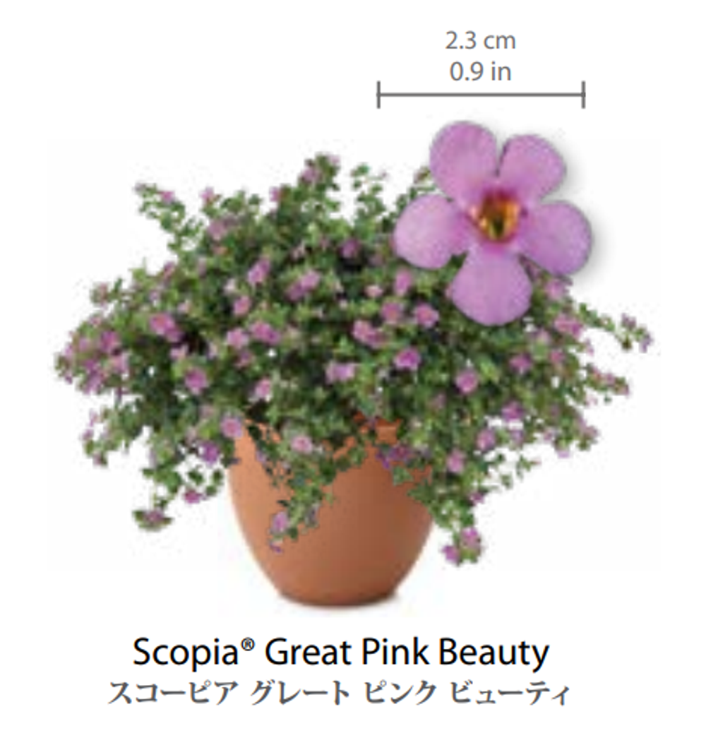 ЕВРО Bacopa Scopia Great Pink Beauty НЕукор черенок середина ноября 25