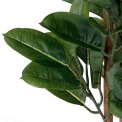 Фикус Эластика высота 180 см