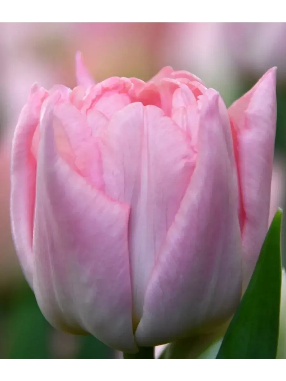 Тюльпаны пионовидные ,луковицы сорт DREAMER (4 штук)