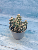 Tephrocactus Molinensis (Тефрокактус)
