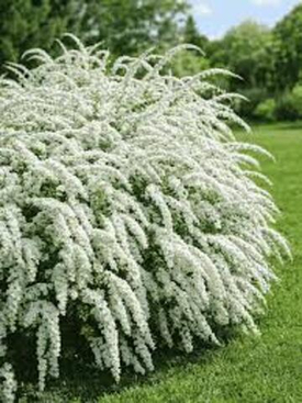 Инструкция по посадке саженца СПИРЕИ.