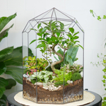 Готовый флорариум Ботанический сад Фикус XL