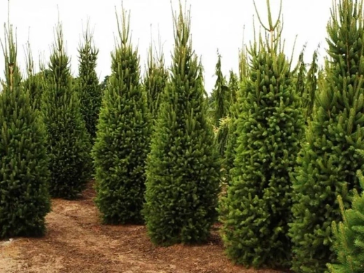 Ель обыкновенная Купрессина С12 40-50 см Закупка М49 весна 2026