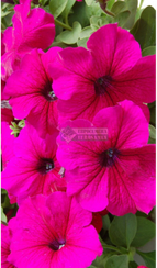 Петуния TANGO BURGUNDY (Драже)