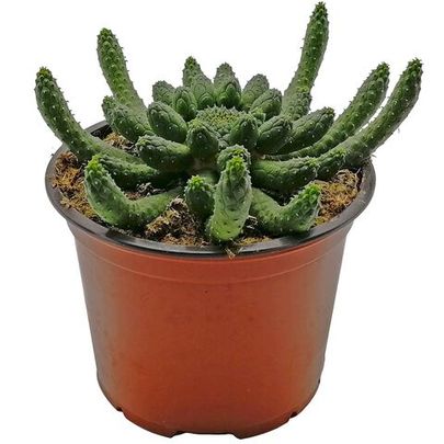 Купить живые суккуленты 🌵 Интернет-магазин суккулентов EnjoyPlants