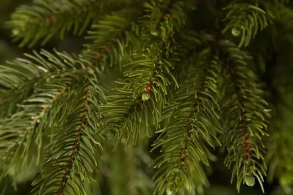 Ель Коттеджная 365 см., литая хвоя+пвх, Black Box (74335)