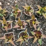 Сингониум ORM NAK PUM PINK SPLASH CHOCOLATE