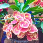 Эуфорбия Миля DOUNG KAEW