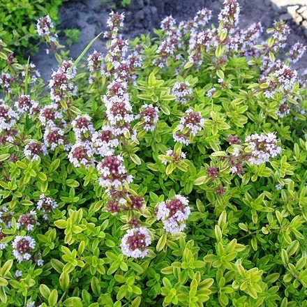 Тимьян Archers Gold