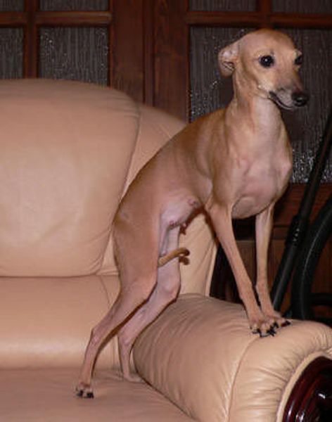 Левретка (итальянская борзая) Левретка (итальянская борзая)