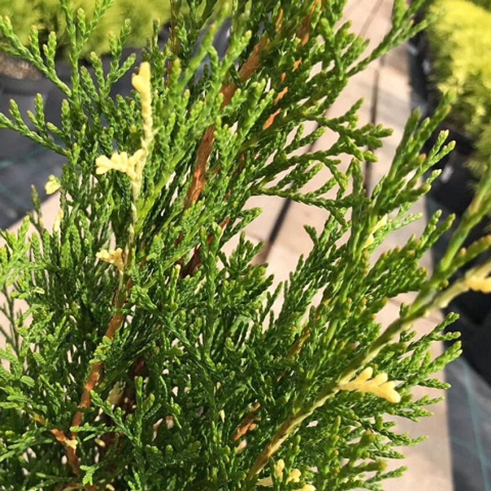 Туя западная Вариегата Смарагд