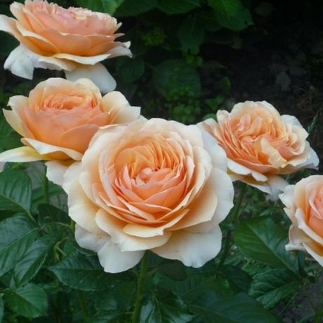 Ст. Ричард Оф Чичестр (St Richard Of Chichester)