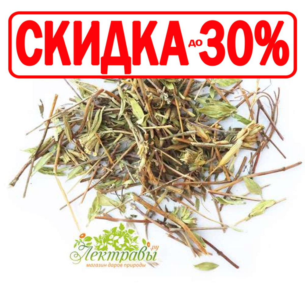 Зизифора (трава)