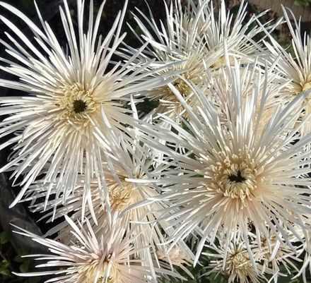Youko Nacre (нет в наличии)